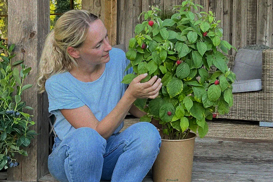 Himbeerpflanze im großen Kübel