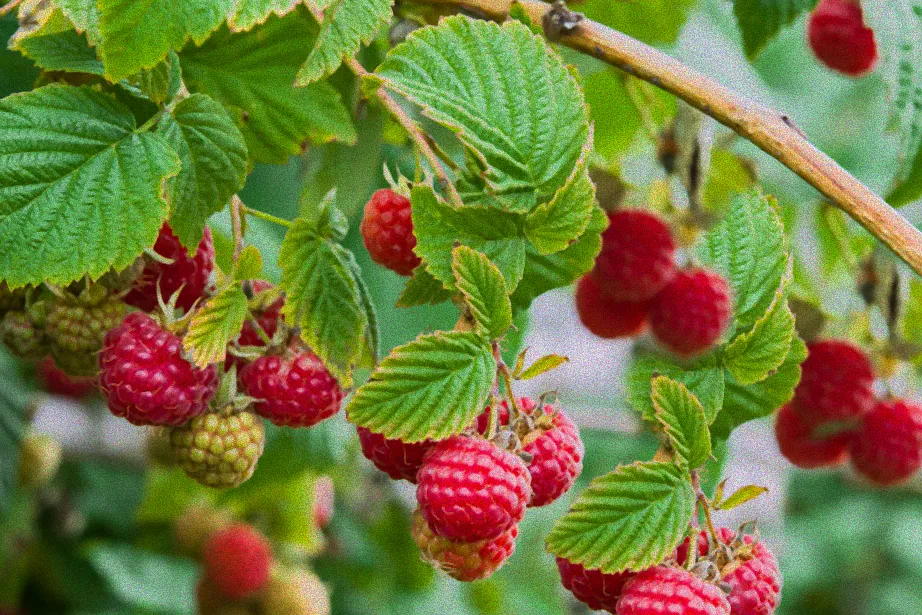 Balkon mit Himbeeren in Töpfen