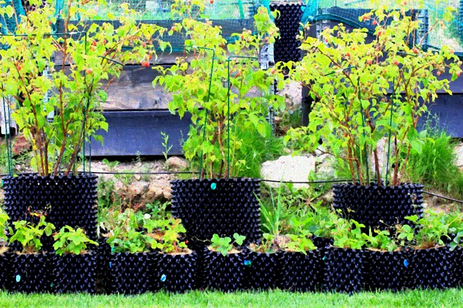 Schrittweise Anleitung Himbeeren Topf