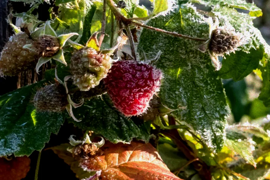 Pflege von Himbeeren im Topf