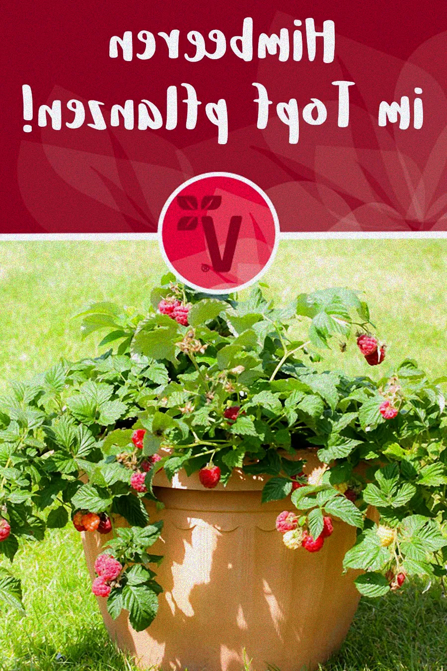 himbeere im topf einpflanzen