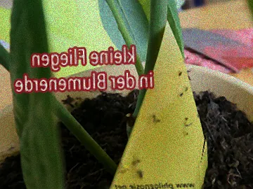 Kleine Fliegen auf Erde