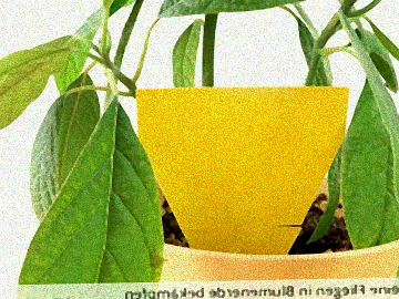 Befallene Blumenerde mit Fliegen