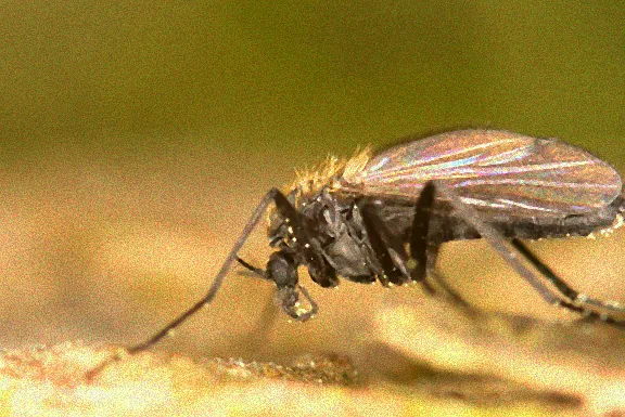 Bekämpfung von kleinen Fliegen