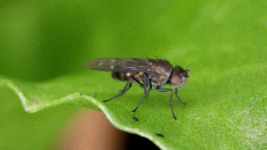 Trauermücken auf Blumenerde