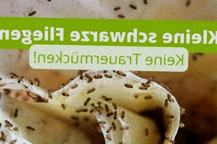 Fliegeneier in Blumenerde