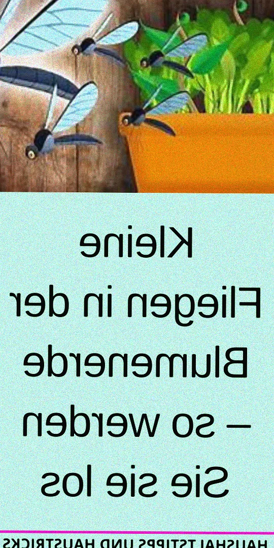 kleine fliegen kommen aus blumenerde