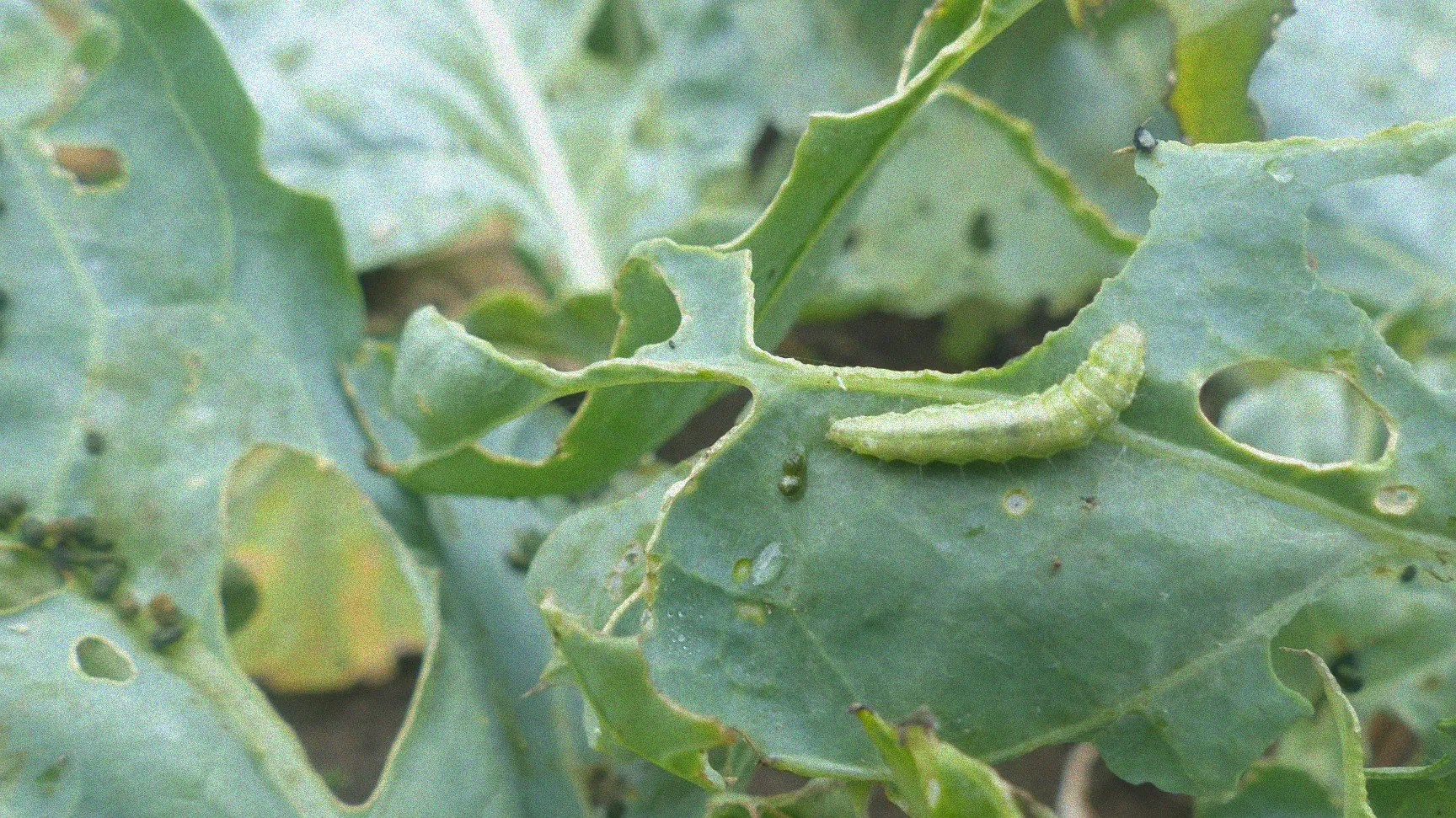 Grüne Raupen fressen Kohlrabi