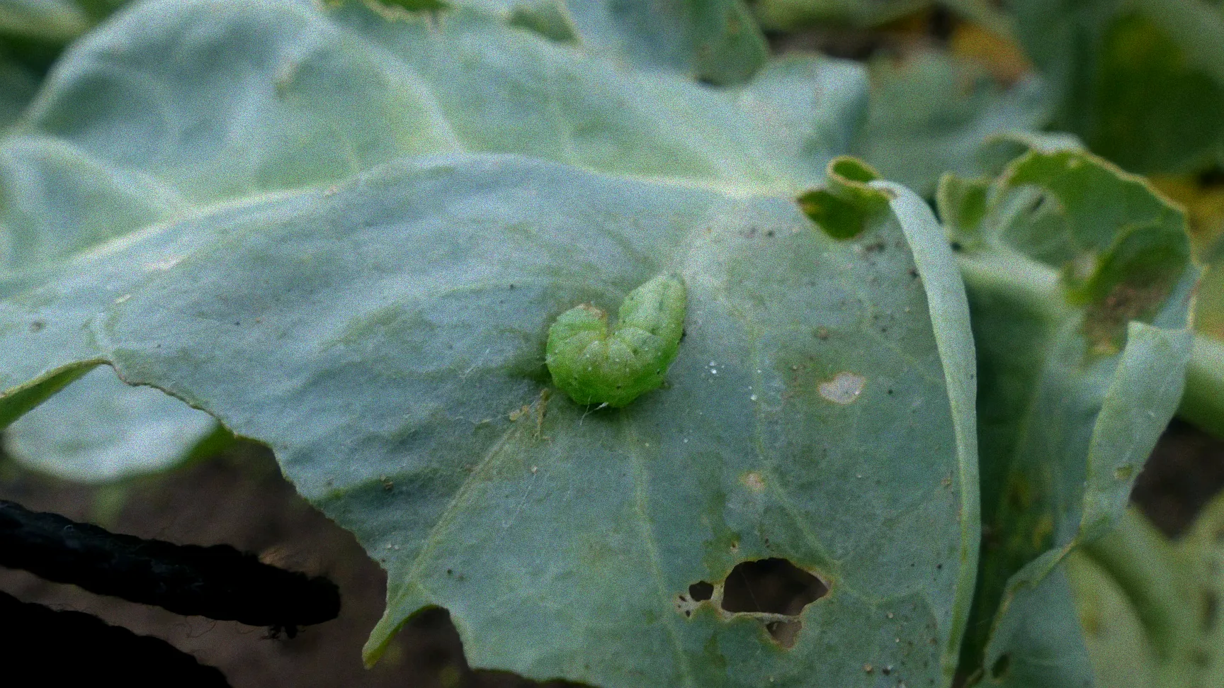 Kohlrabi mit grünen Raupen befallen