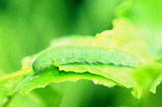 Grüne Raupen auf Kohlrabi Pflanze