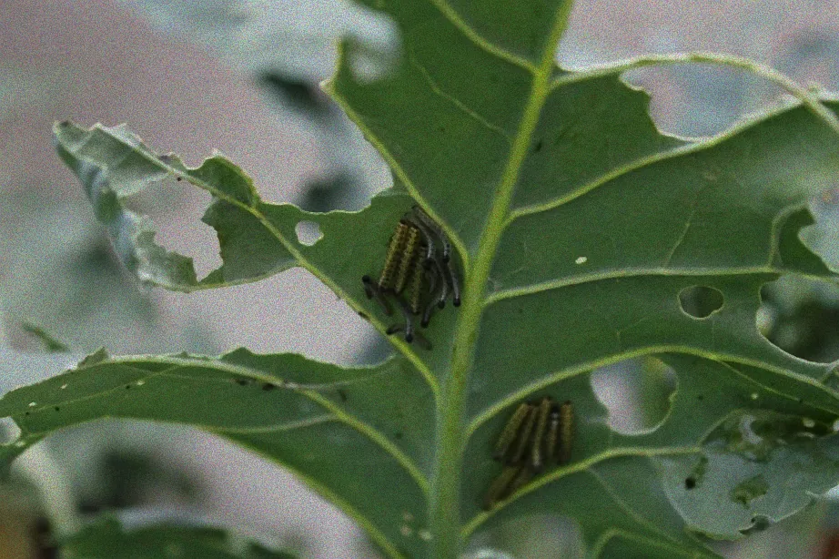 Grüne Raupen Schädlinge Kohlrabi