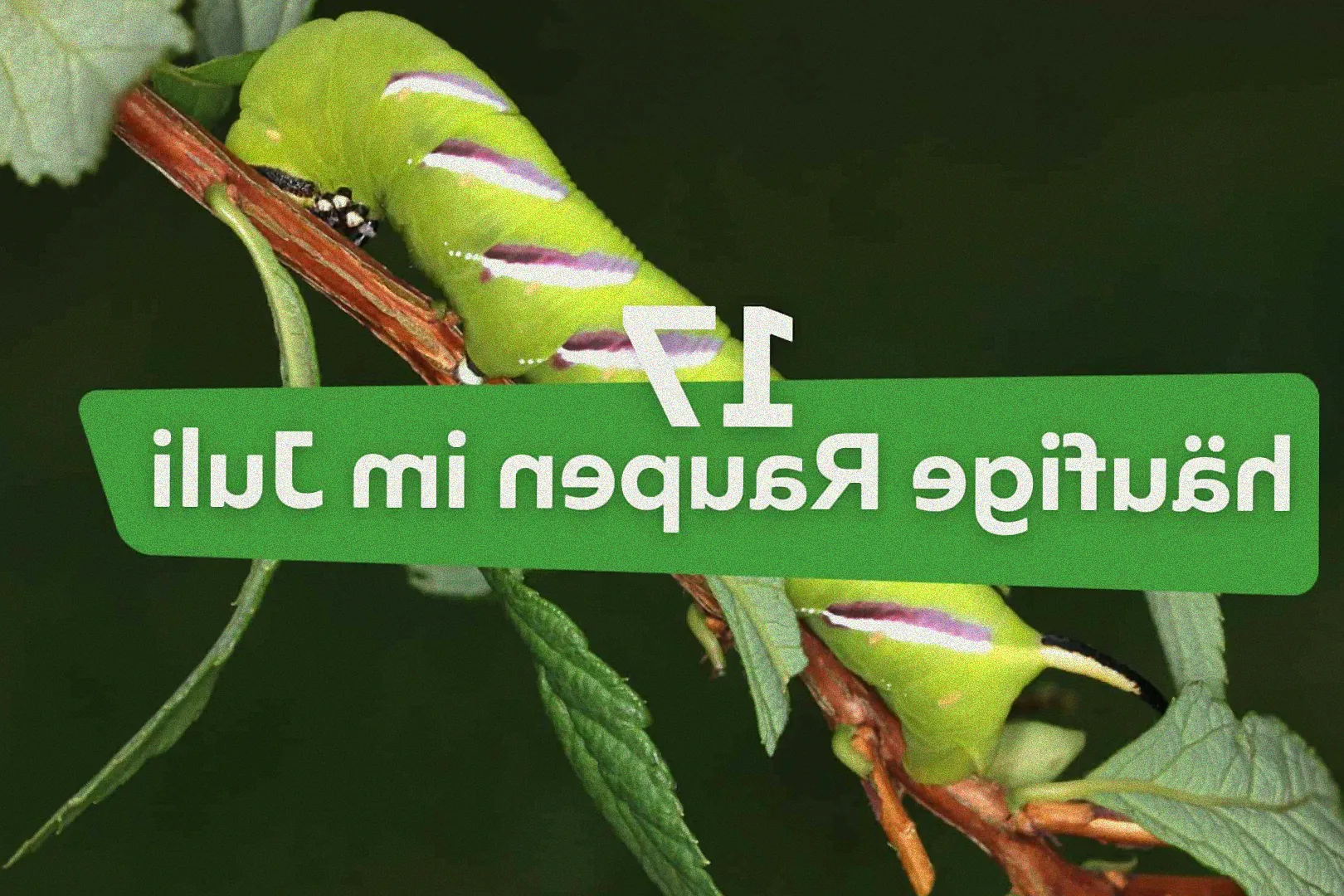 Bekämpfung grüner Raupen Kohlrabi