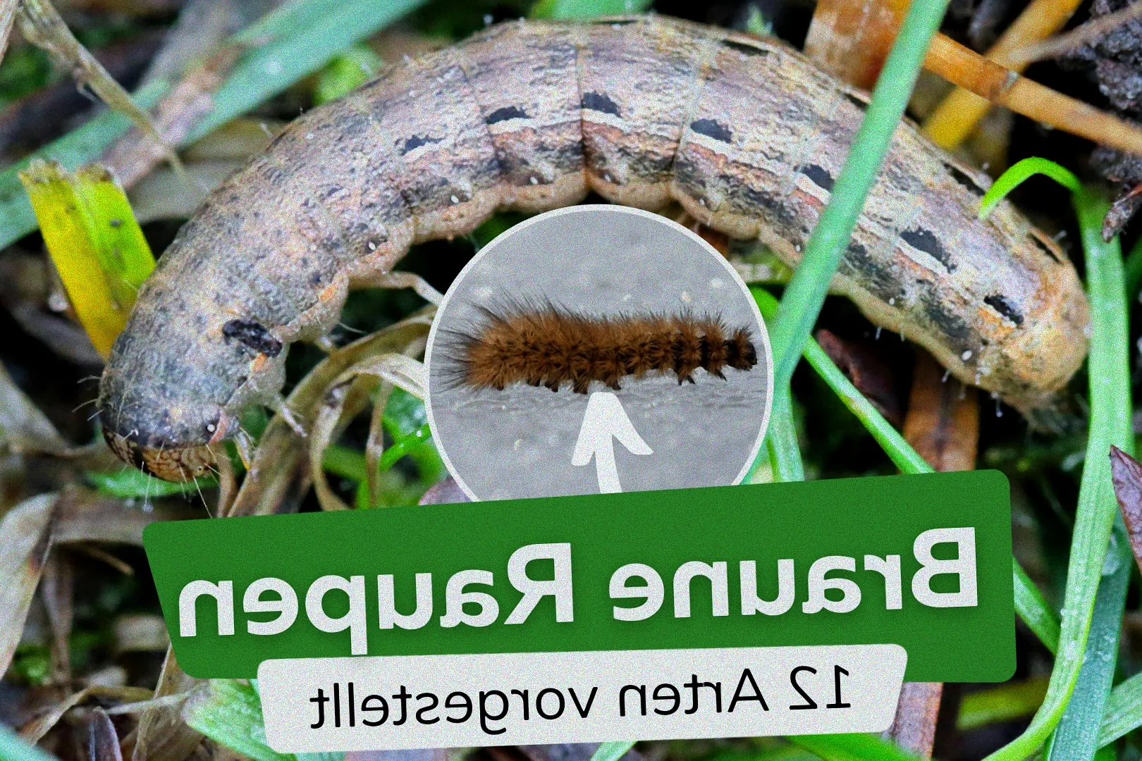 Natürliche Bekämpfung grüner Raupen