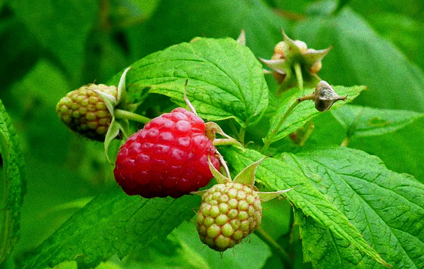 Vorbeugung grüne Raupen Kohlrabi
