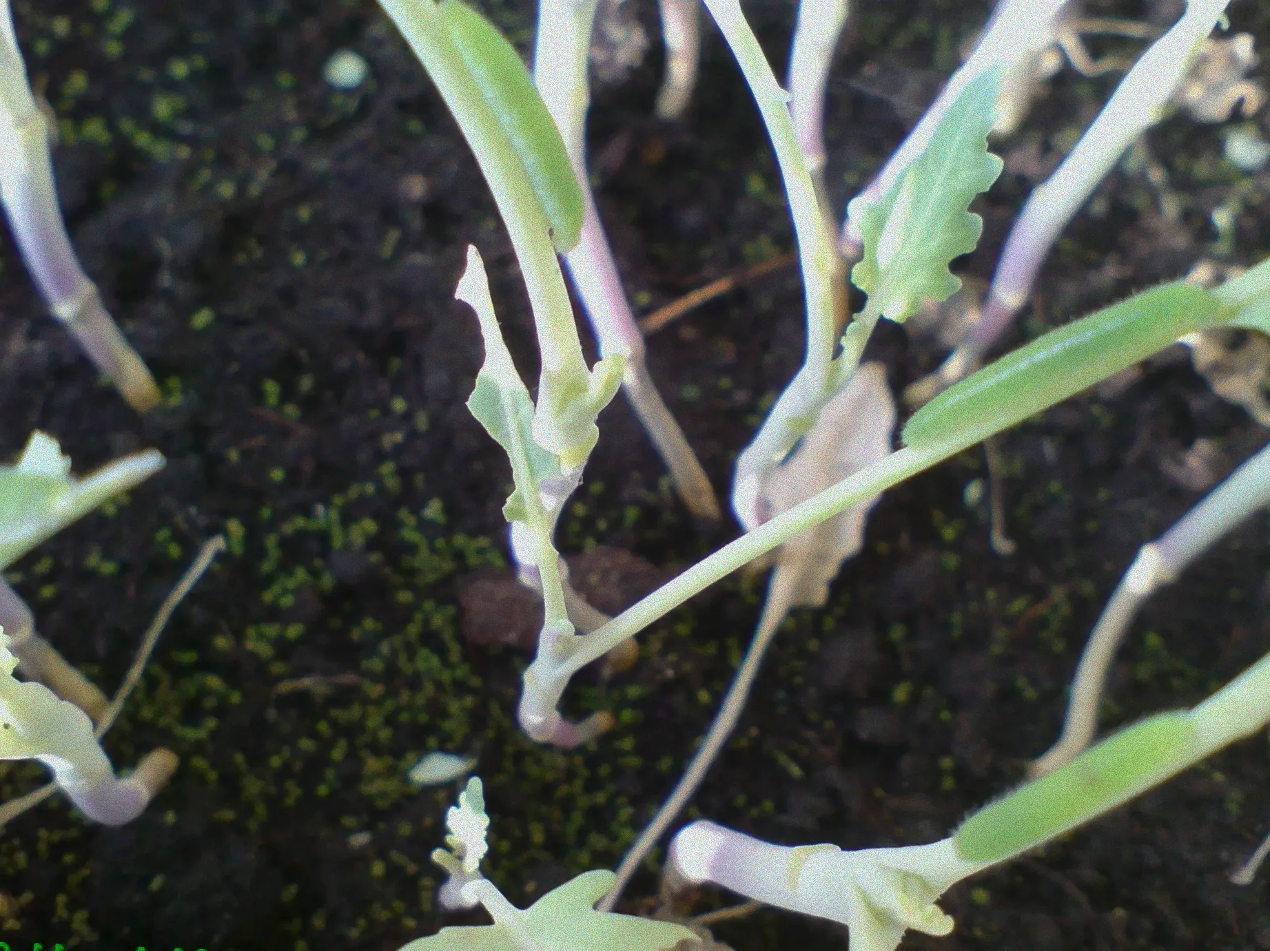 kohlrabi grüne raupen