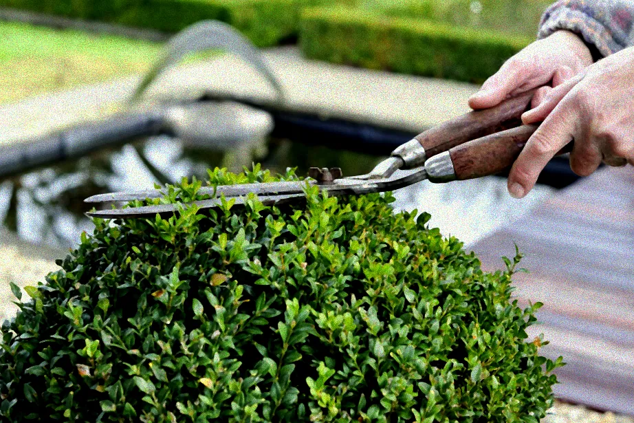 Symptome von Buchsbaumläusen.