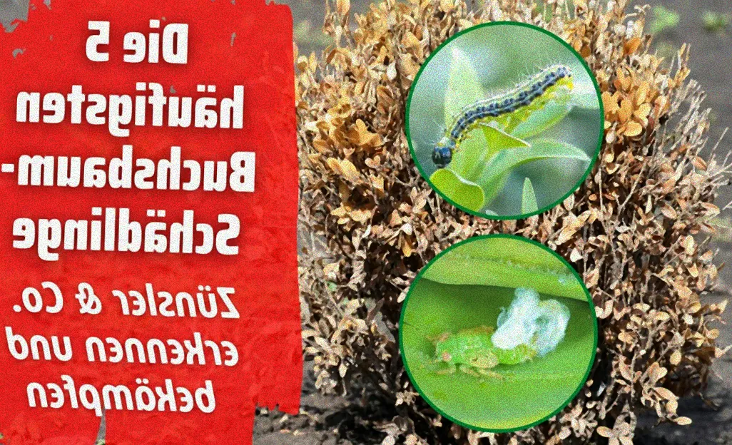 Chemische Behandlung von Buchsbaumläusen.