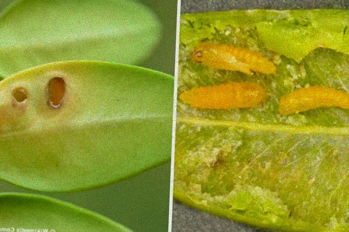 Biologische Bekämpfung von Buchsbaumläusen.