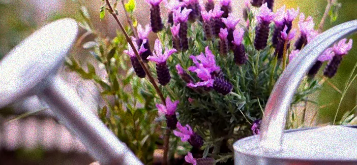 Balkon mit Lavendelpflanzen