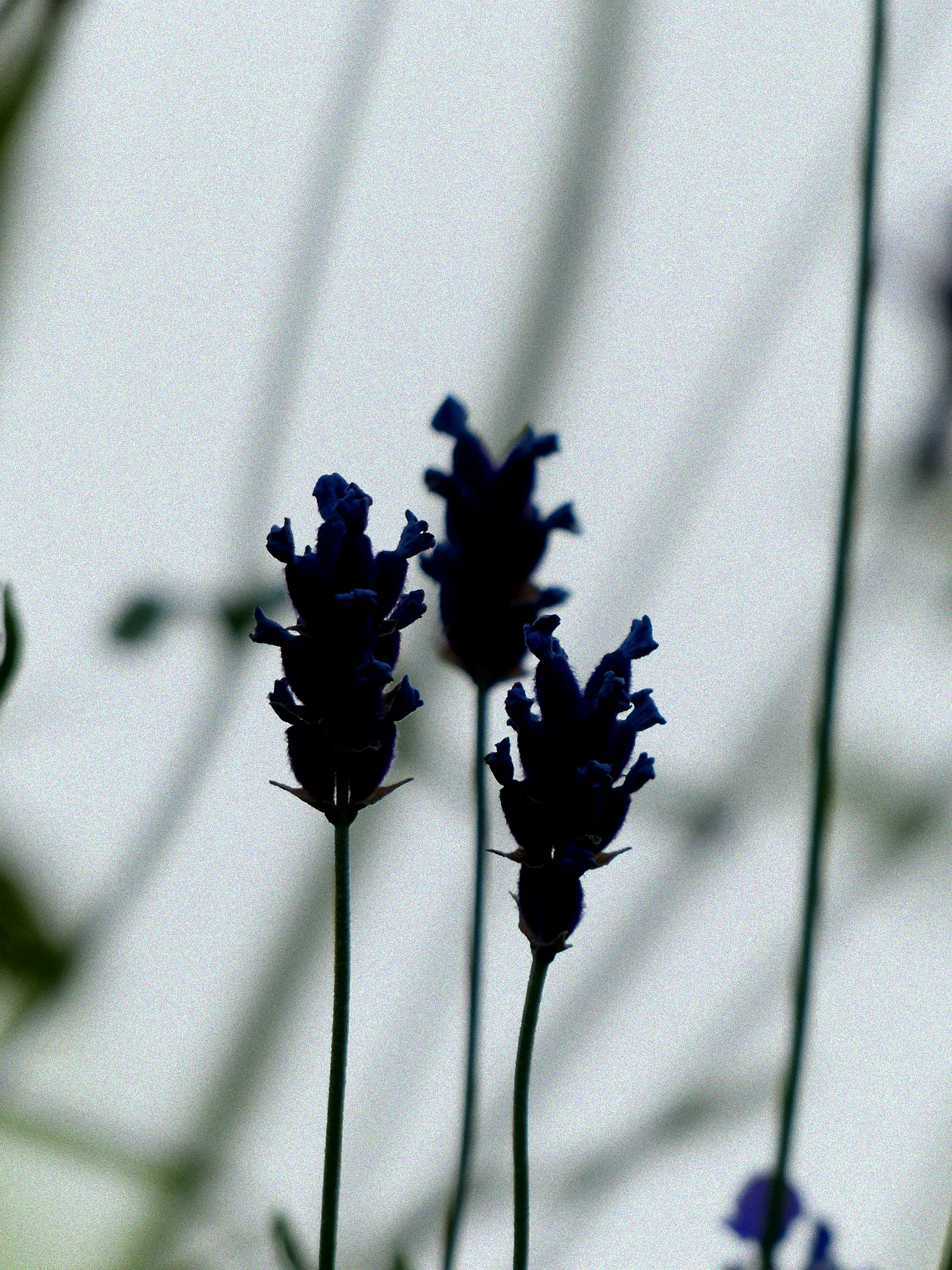 Pflege von Lavendelpflanzen