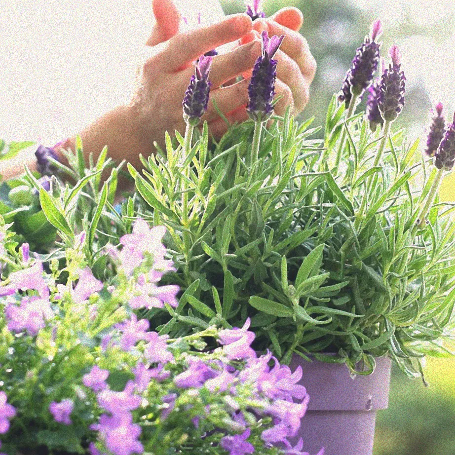 Schere und Lavendelzweige