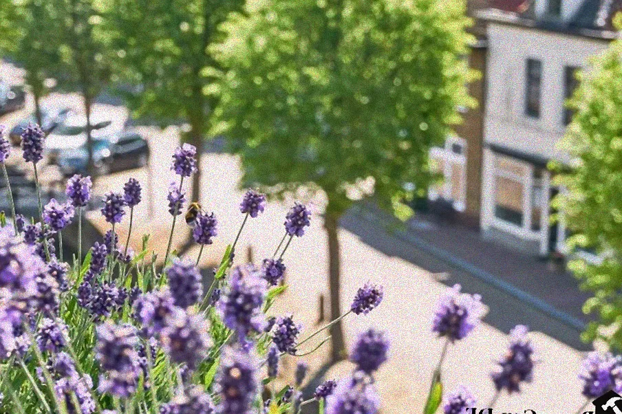 Balkon mit blühendem Lavendel