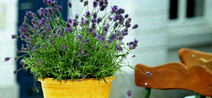 lavendel pflanzen balkon pflege