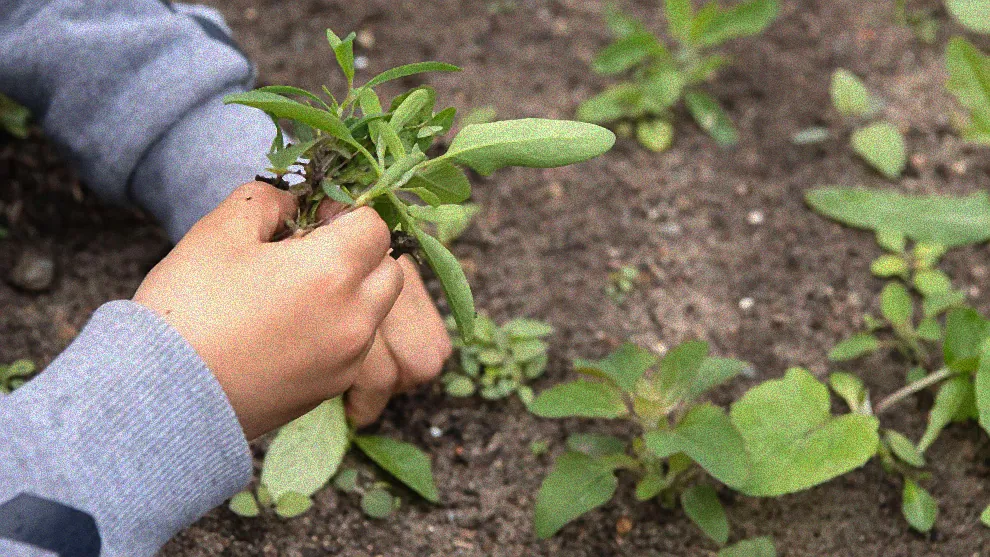 Garten mit Mausefallen