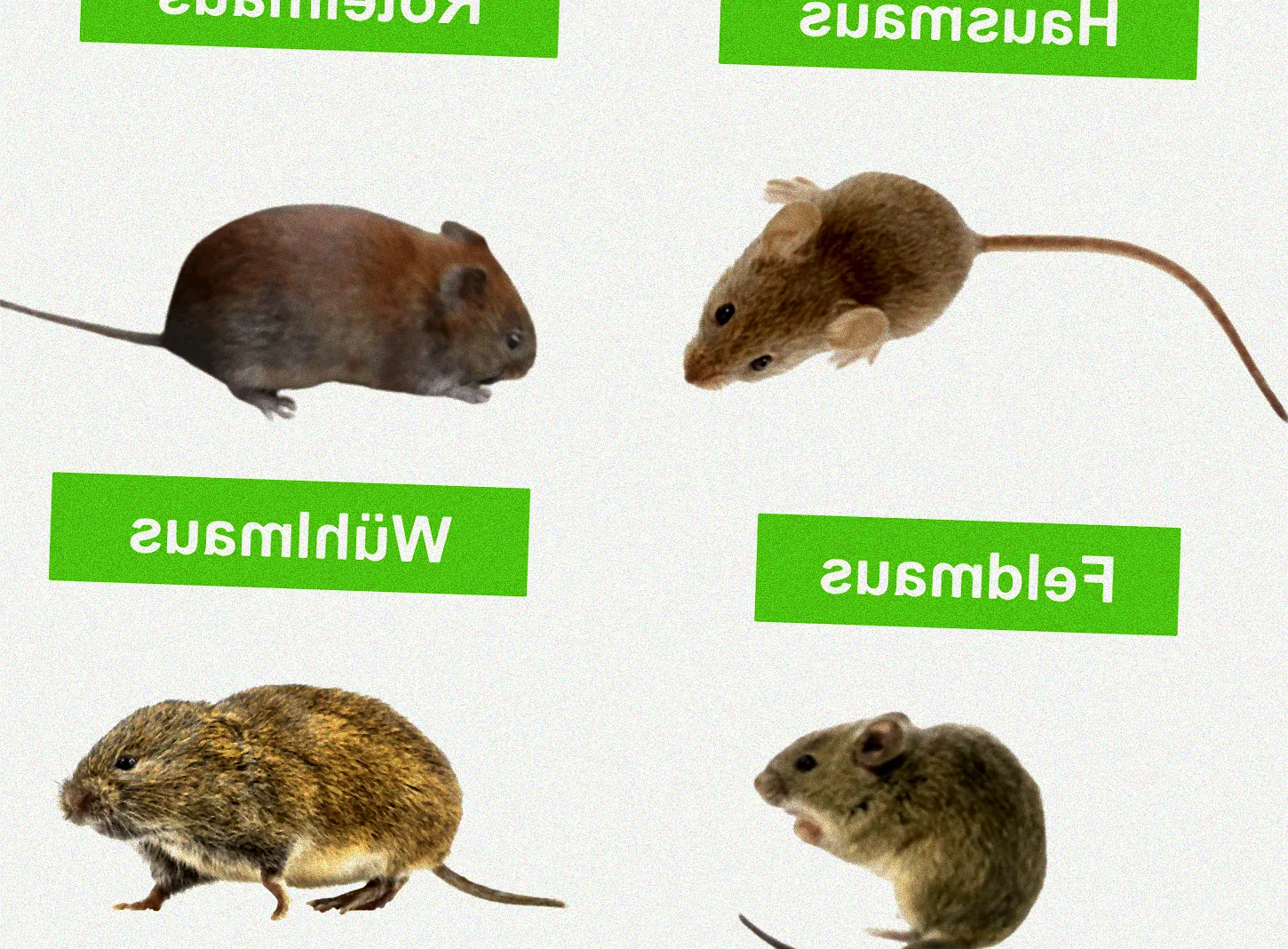 Mausefalle im Gebüsch