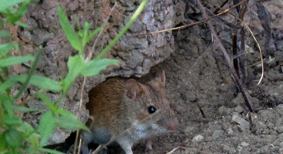 Gartenschutz gegen Mäuse