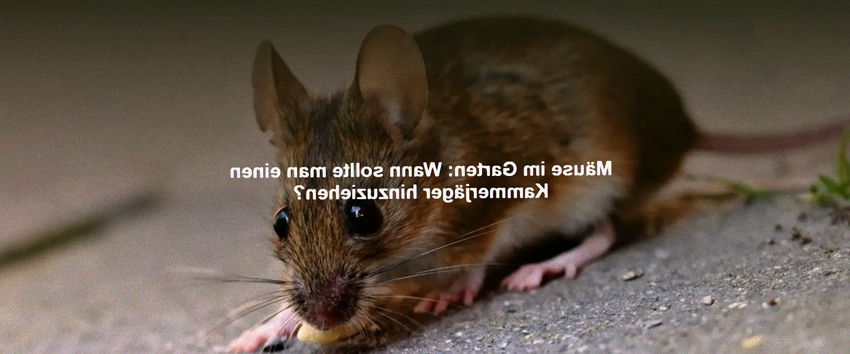 Mäuse im Garten bekämpfen