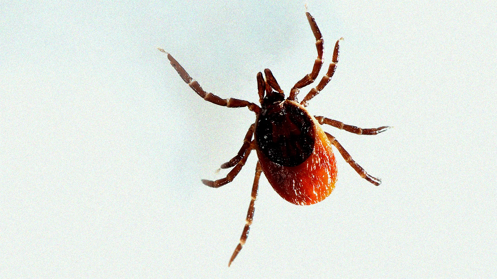 mäuse vernichten im garten