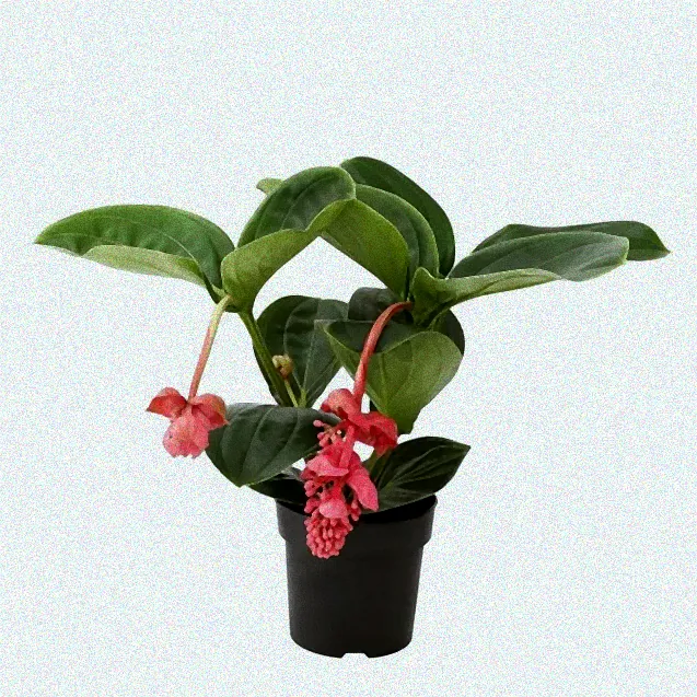 Gießkanne neben Medinilla Pflanze