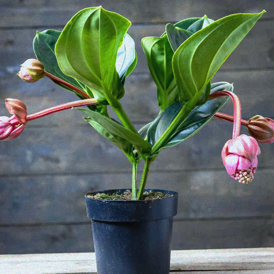 Medinilla Pflanze am Fenster