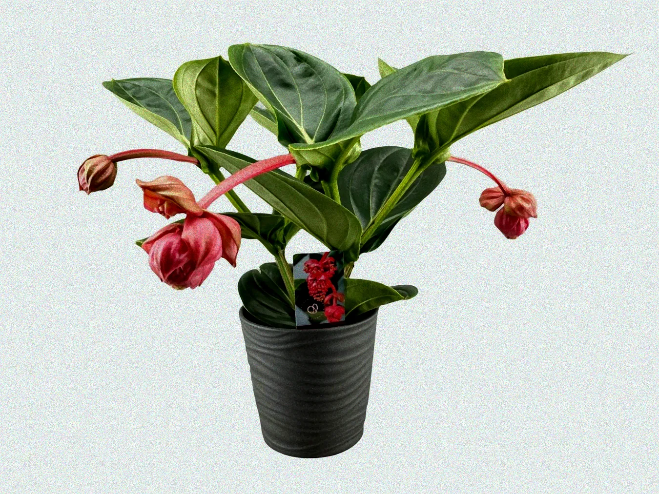 Dünger neben Medinilla Pflanze