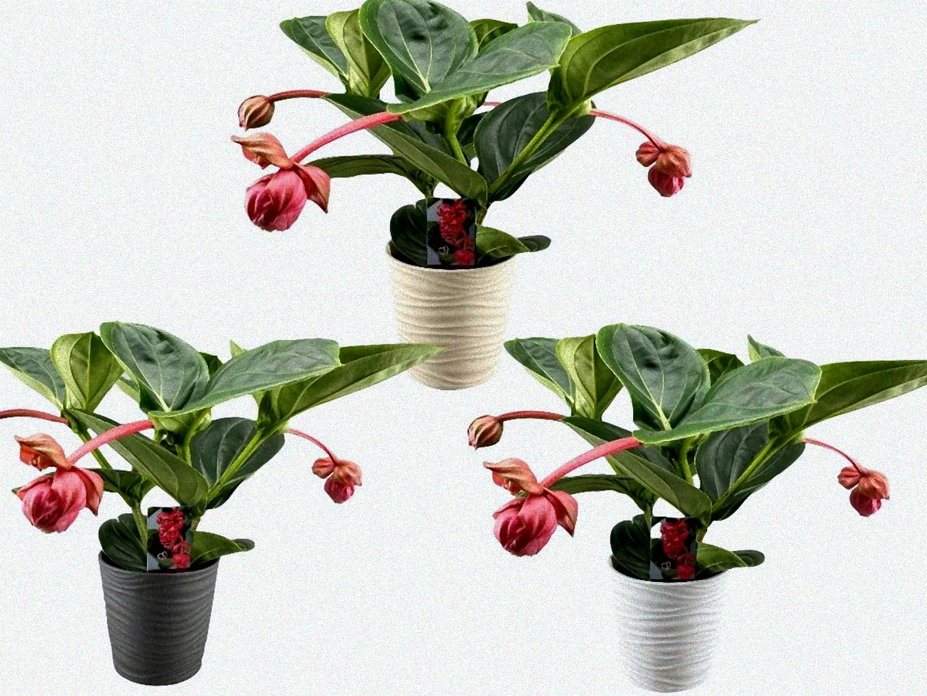 Schere und Medinilla Pflanze