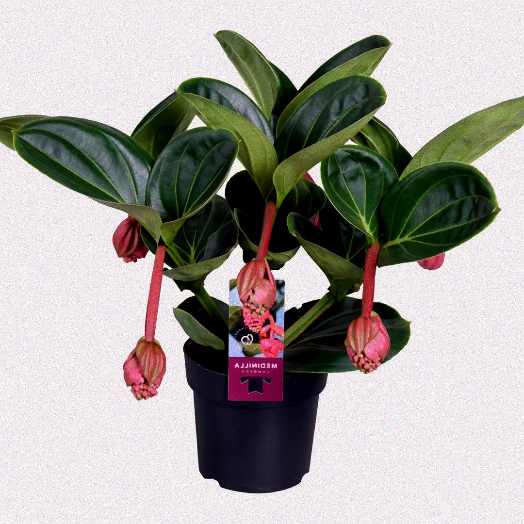 Umtopfen einer Medinilla Pflanze