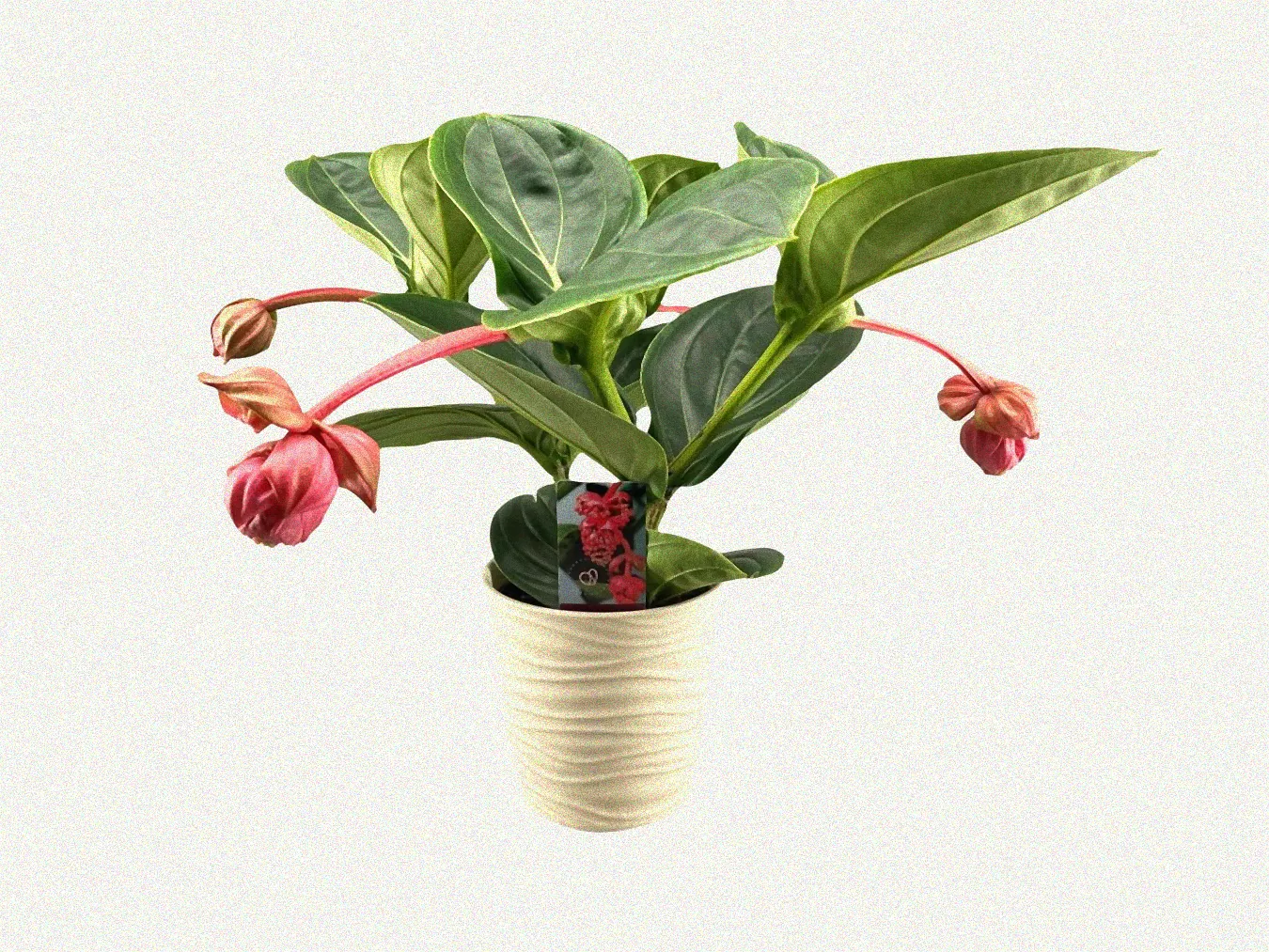 Stecklinge einer Medinilla Pflanze