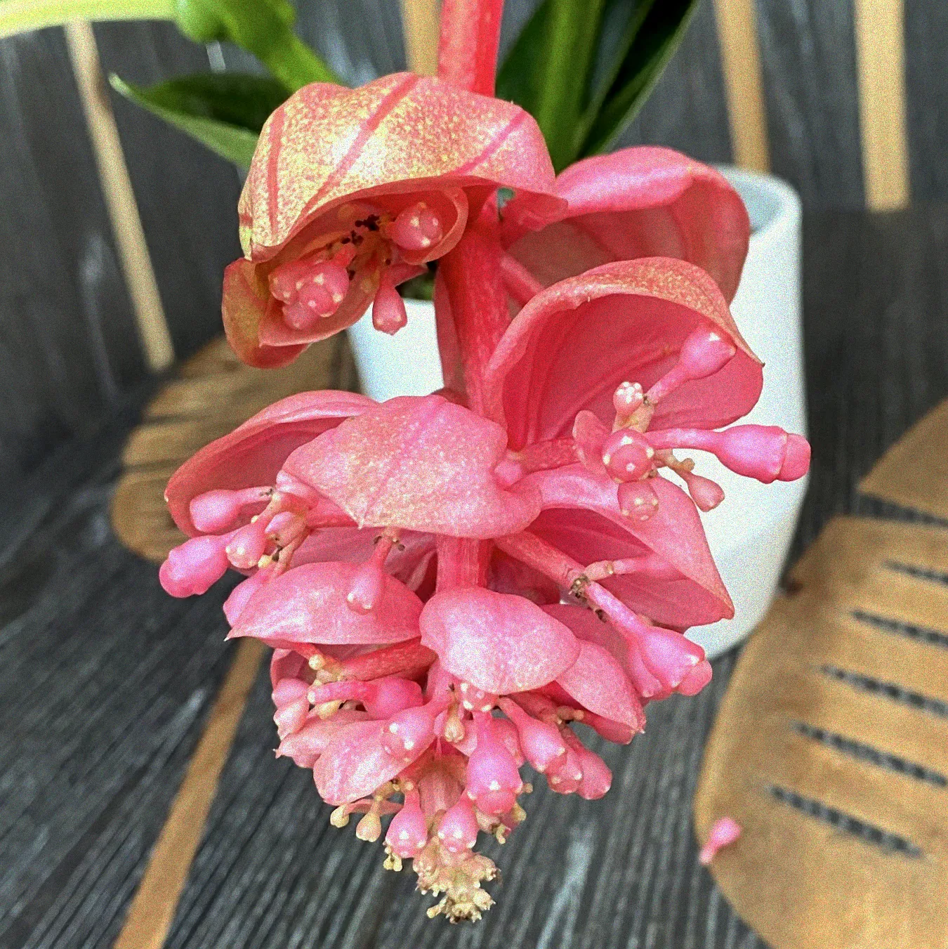 Kranke Blätter einer Medinilla Pflanze