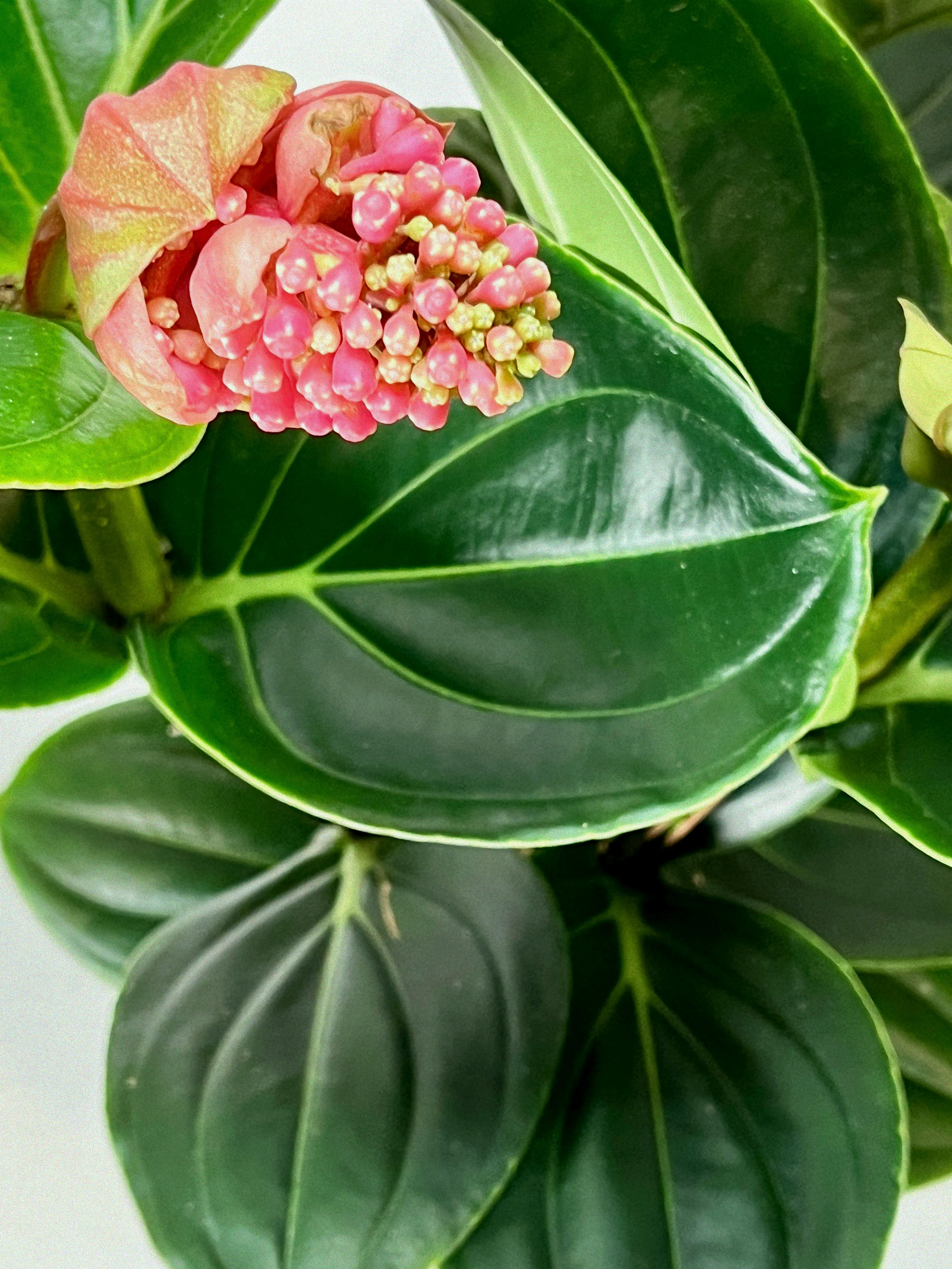 medinilla lambada pflege