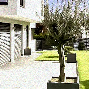 Topf mit Olivenbaum im Winter