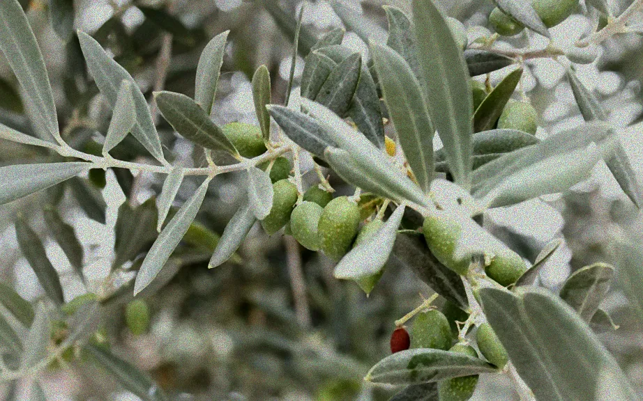 Kübelolivenbaum in Winterumgebung