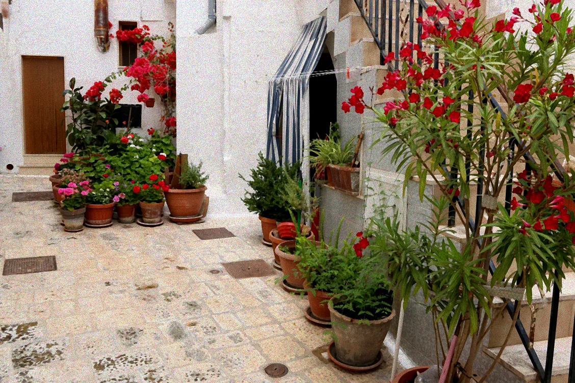 Geschützter Olivenbaum im Winter