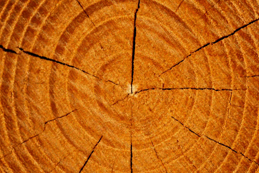 Pflege von Orchideen auf Baum