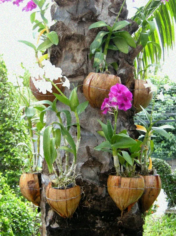 Dekorative Orchideen auf Holz
