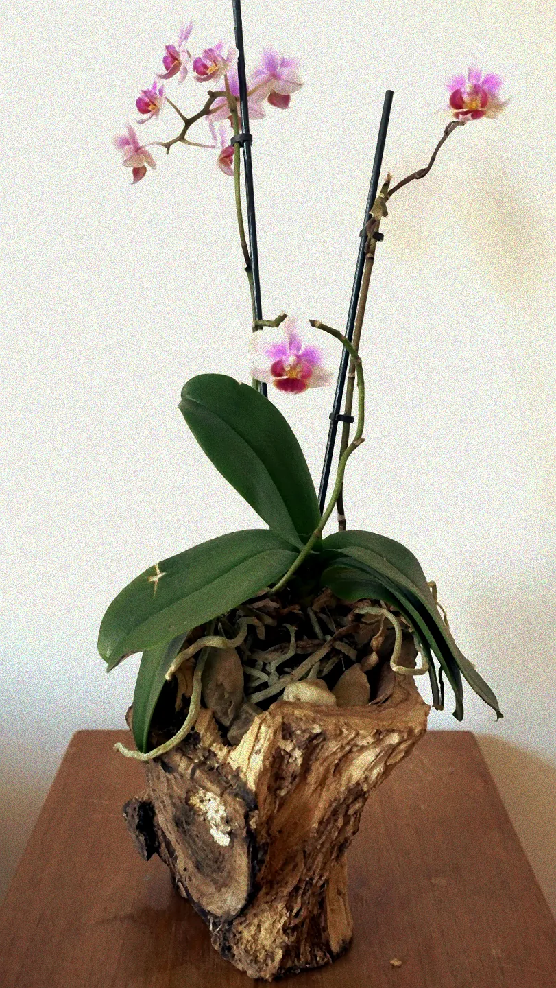 Baumstamm mit Orchideen