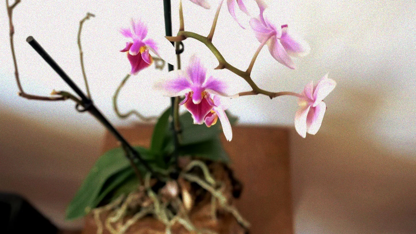 Orchideen wachsen auf Holz
