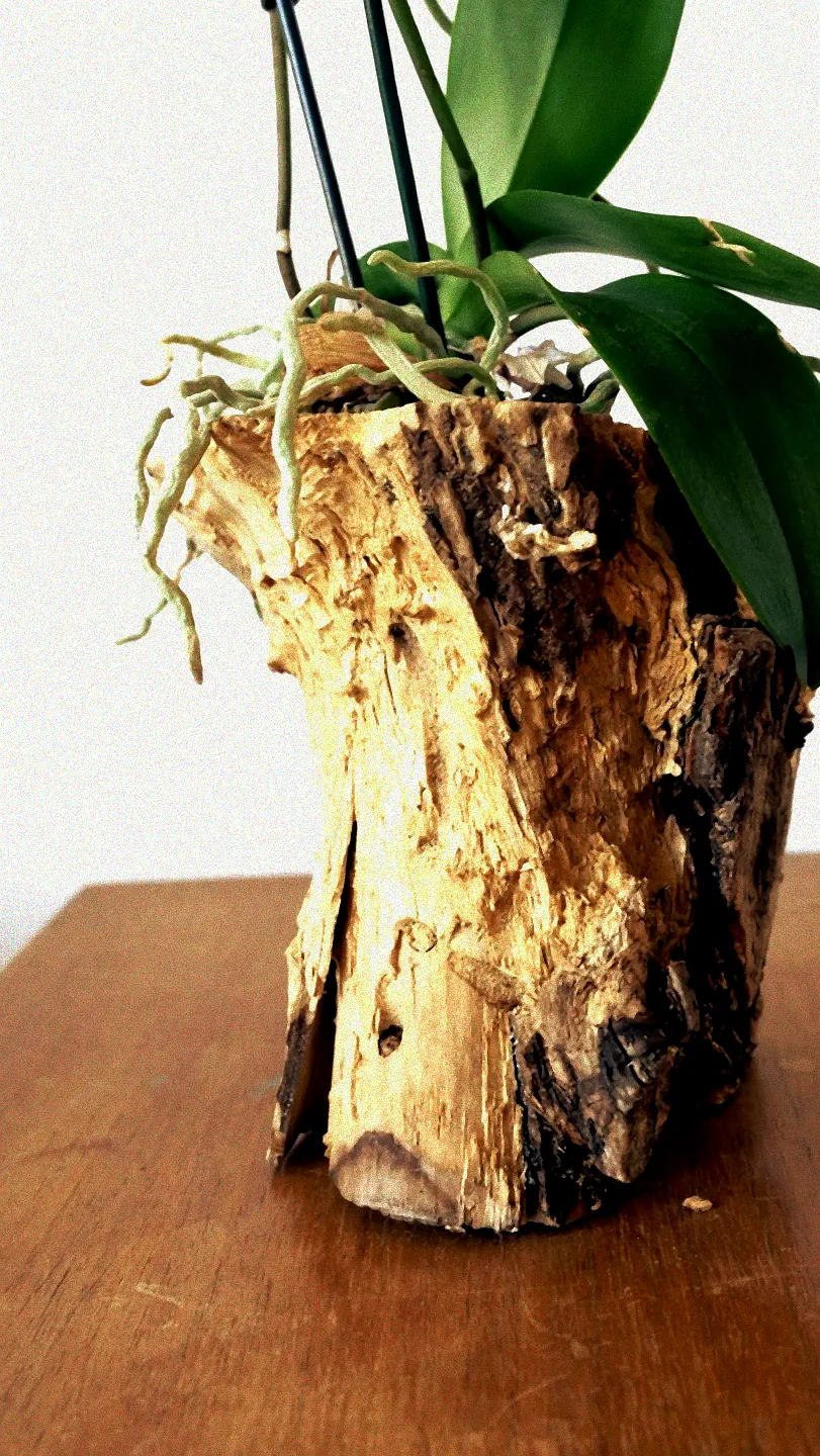 Kauf von Orchideen auf Baumstamm