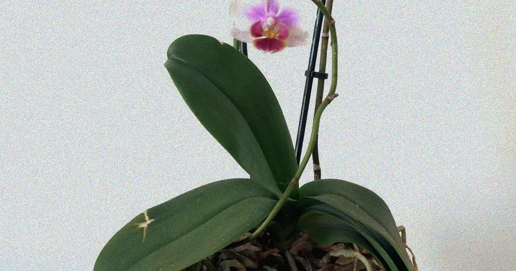 Pflanzung von Orchideen auf Baum
