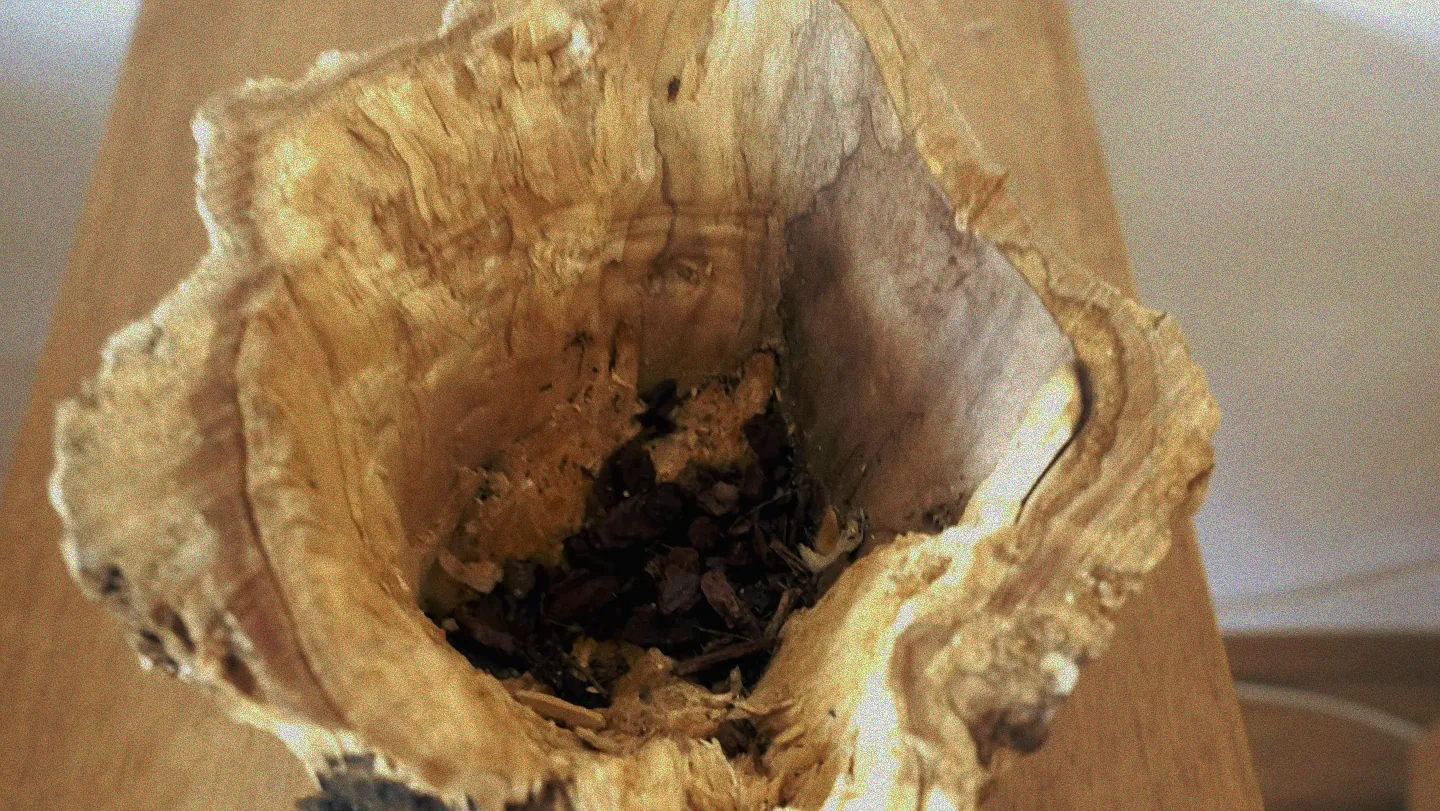 Inspirierende Orchideen auf Holz